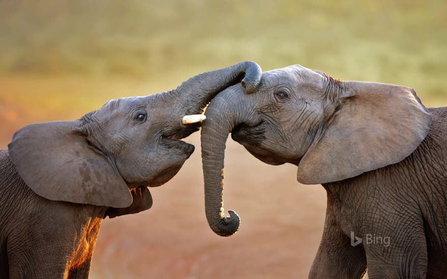 Elephants in Addo Elephant National Park, South Africa