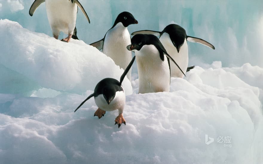 Adelie penguin in formal dress