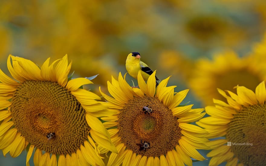 Goldfinch, South Carolina, USA