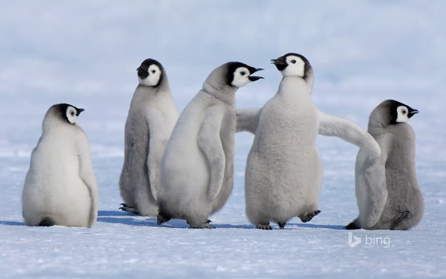 Emperor penguin chicks in Antarctica