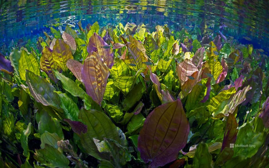 Aquário Natural, Rio Baia Bonito, Mato Grosso do Sul, Brazil