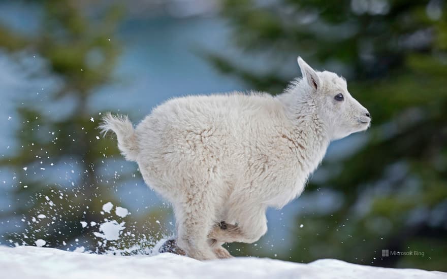 Mountain goat kid in western Montana