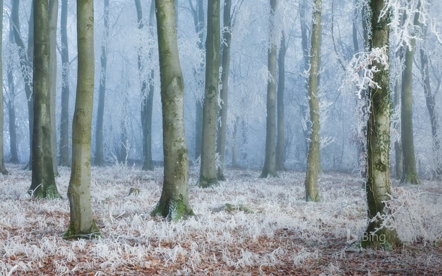 Common beech woodland in Compton Abbas, Dorset