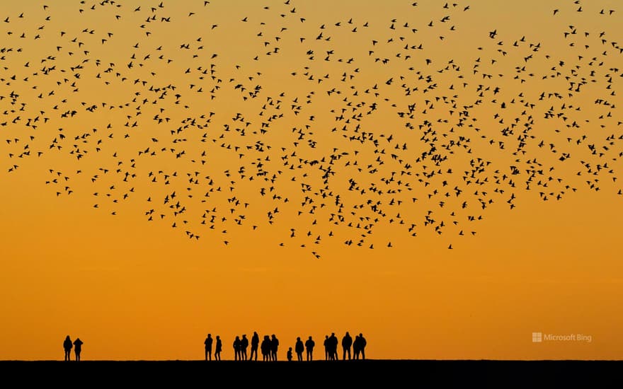 Starlings during the autumn migration