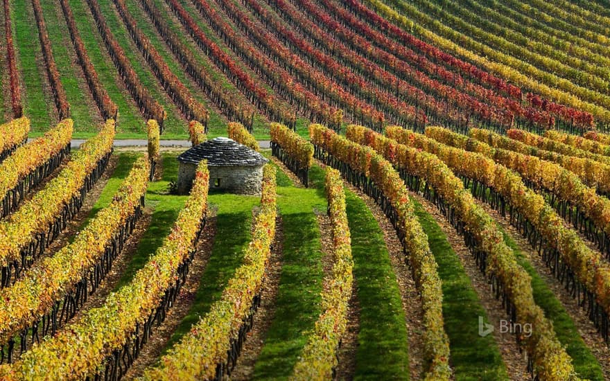 Vineyards in Burgundy, France