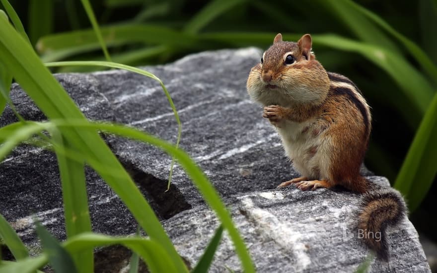 Chipmunk storing food in its cheeks