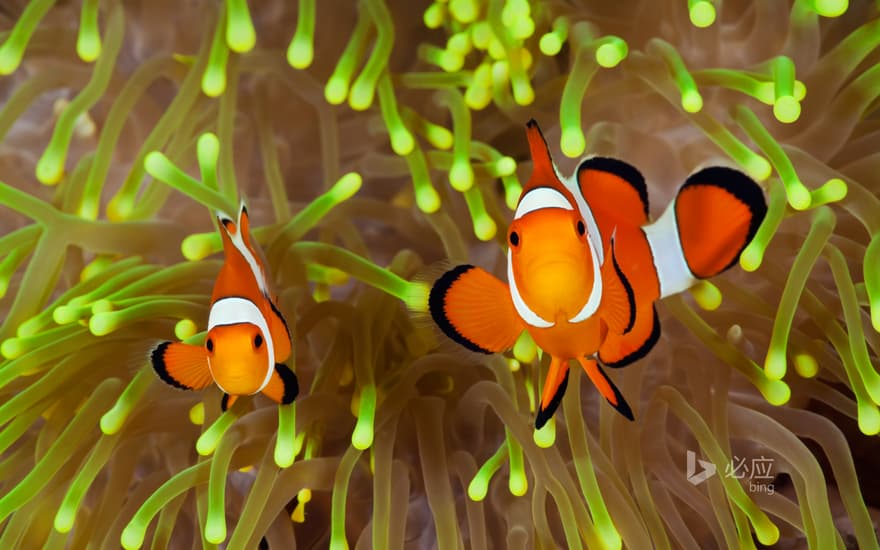 Clownfish, Bali, Indonesia