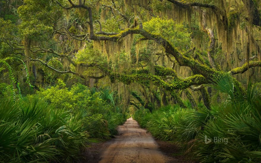 Maritime forest on Cumberland Island, Georgia