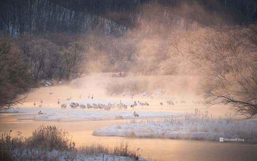 Red-crowned cranes standing in the river mist seen from Otowa Bridge, Akan District, Hokkaido