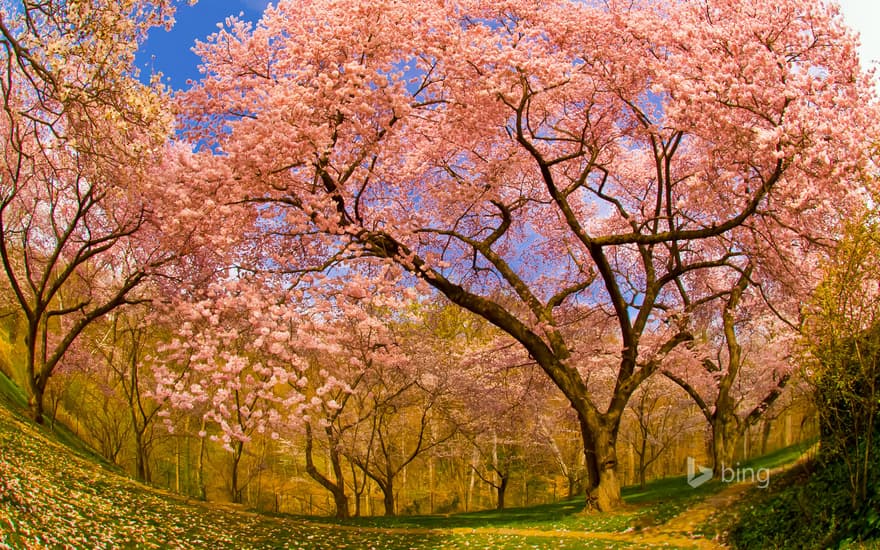 Cherry blossoms in Dumbarton Oaks Gardens, Washington, D.C.