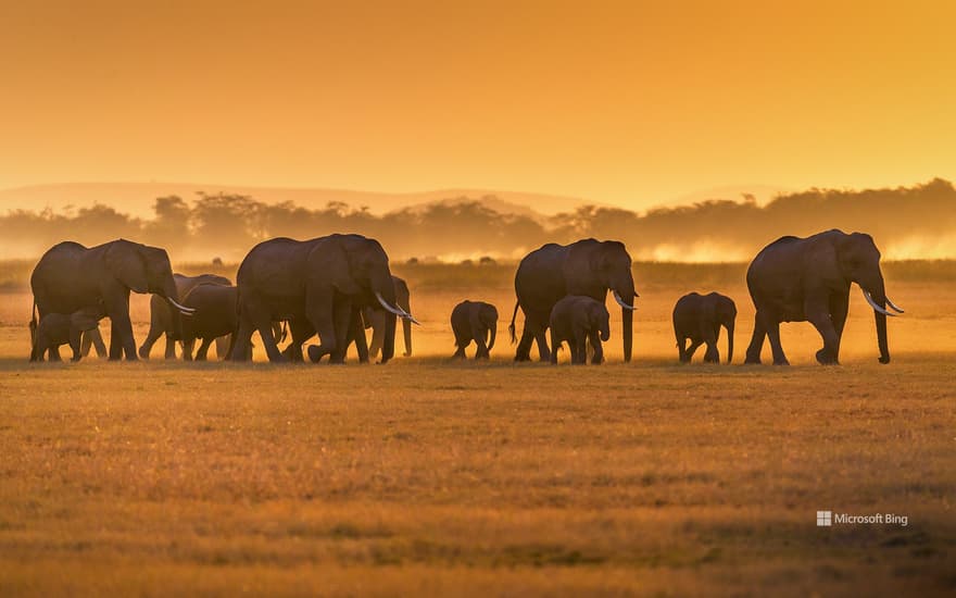 African elephants, Amboseli National Park, Kenya