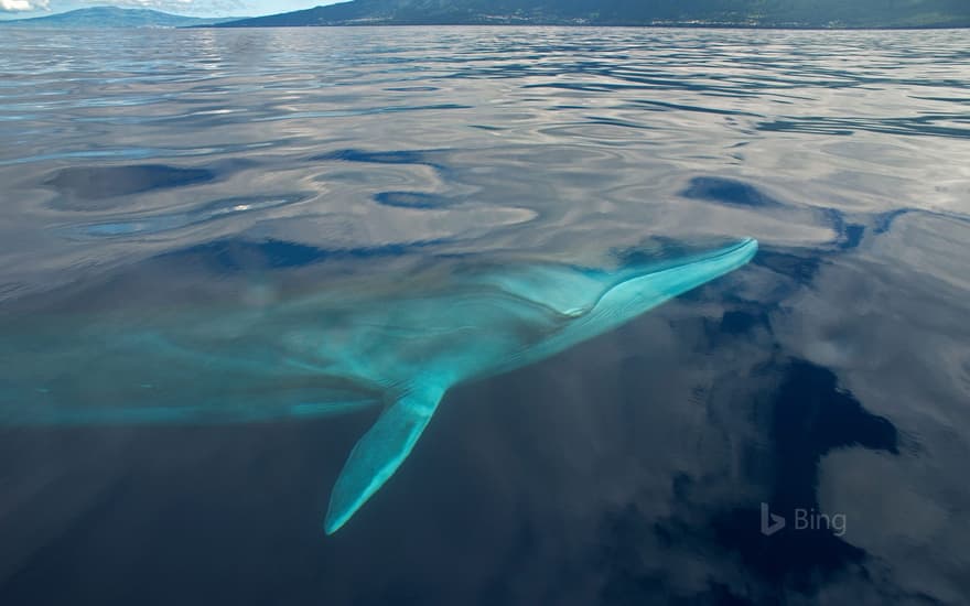 A fin whale in the waters off the Azores