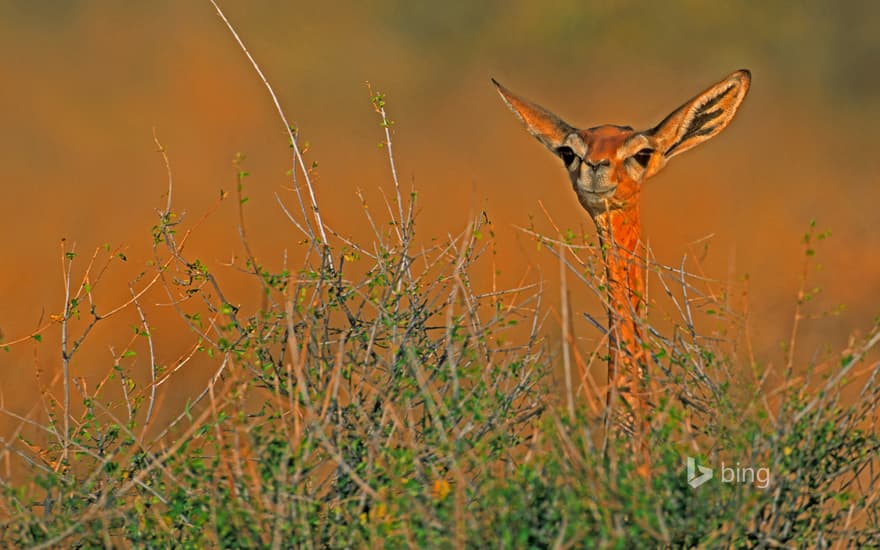 A gerenuk in Samburu National Reserve, Kenya