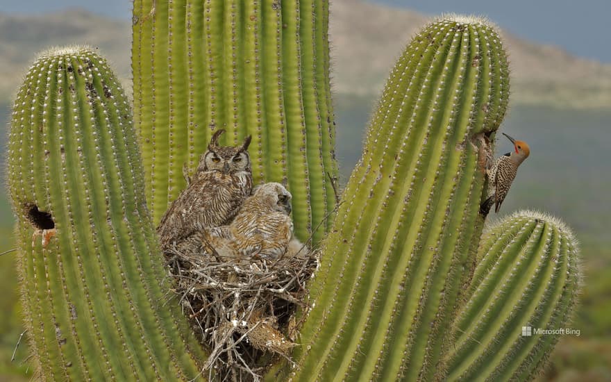 Great horned owls and a gilded flicker on a saguaro cactus in the Sonoran Desert, Arizona