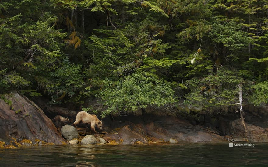 Adult female grizzly bear and cub in the Great Bear Rainforest, B.C.