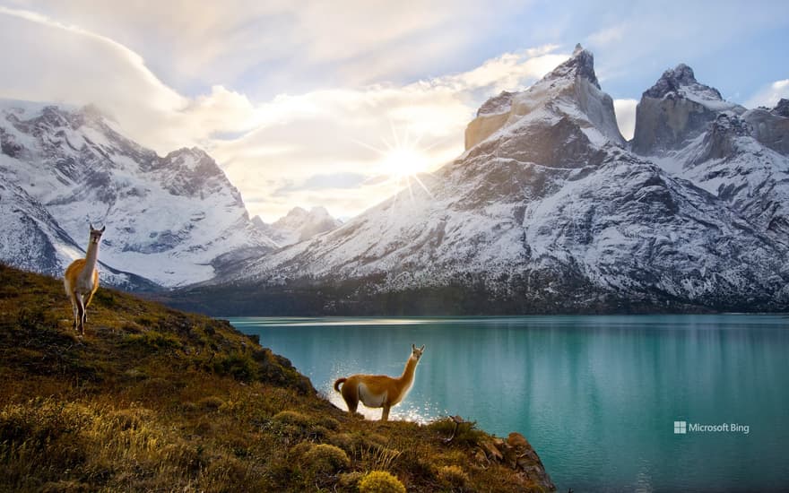 Two guanacos, Torres del Paine National Park, Chile