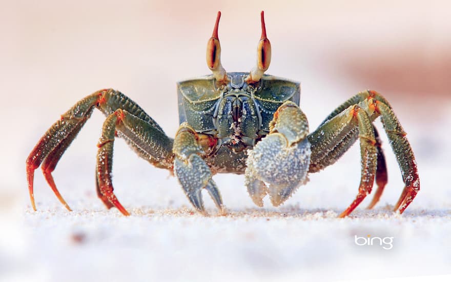 Horned ghost crab on Bird Island in the Seychelles