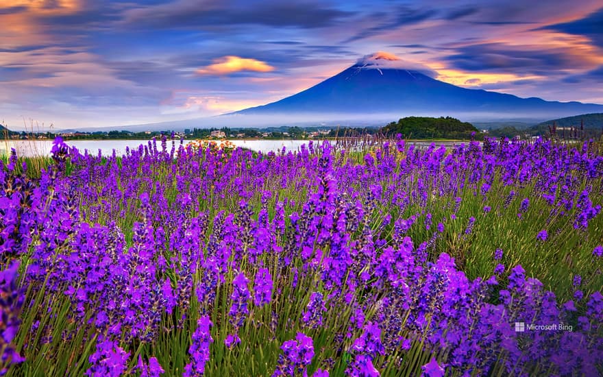 Lavender blooming on the lakeside and Mt. Fuji, Lake Kawaguchi