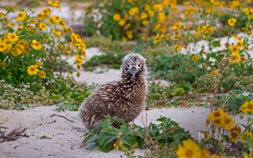 Laysan albatross chick on Midway Atoll, Hawaiian Leeward Islands