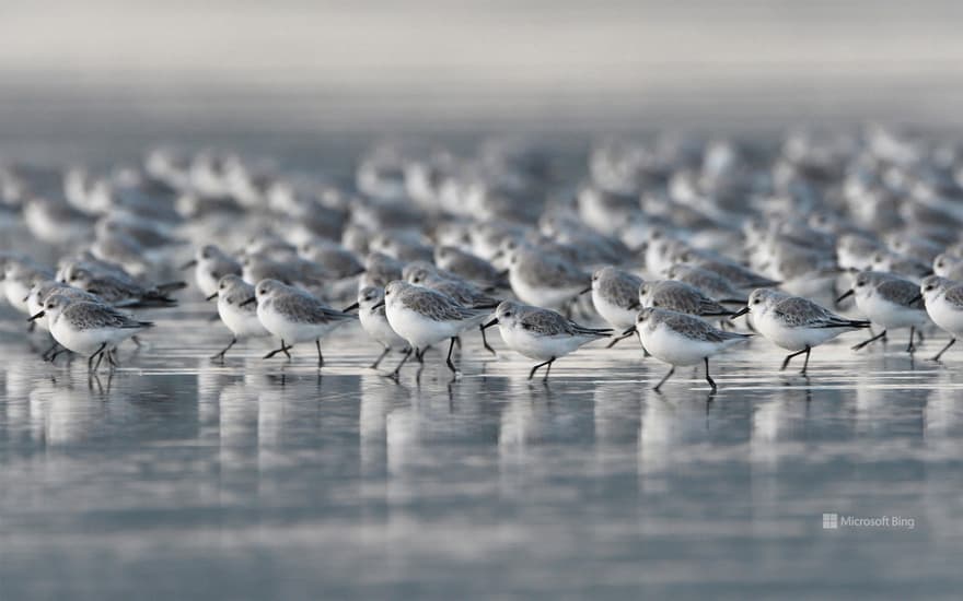 Sanderlings, Brittany, France