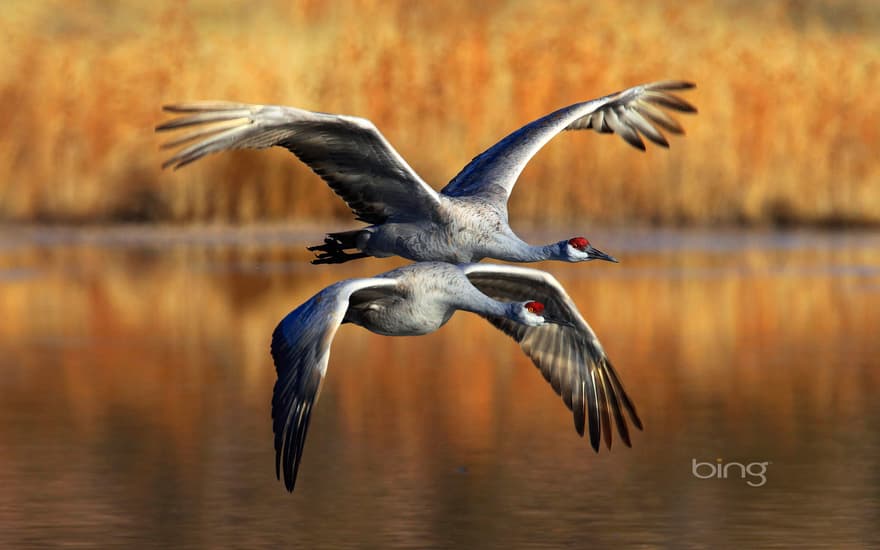 Sandhill cranes flying over Bosque del Apache National Wildlife Refuge, New Mexico