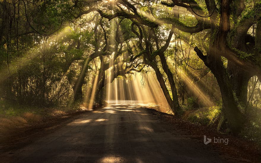 Botany Bay Road, Edisto Island, South Carolina