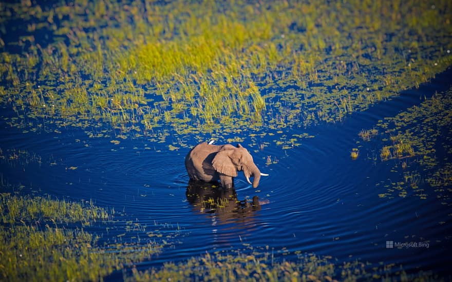 Elephant walking in the Okavango River, Botswana