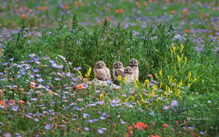 Burrowing owls, Pawnee National Grassland in Colorado, USA