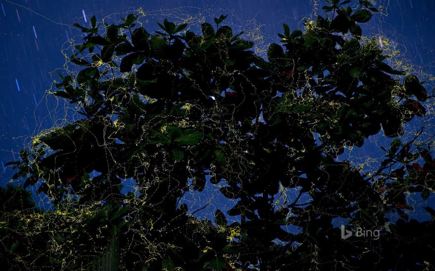 Fireflies surround a sea almond tree in Camarines Sur, Luzon, Philippines