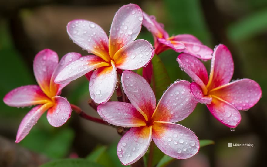 Plumeria flowers, Hawaii, United States
