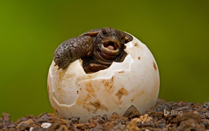 Pinzon Island tortoise hatchling at the Charles Darwin Research Station on Santa Cruz Island, Galápagos Islands, Ecuador