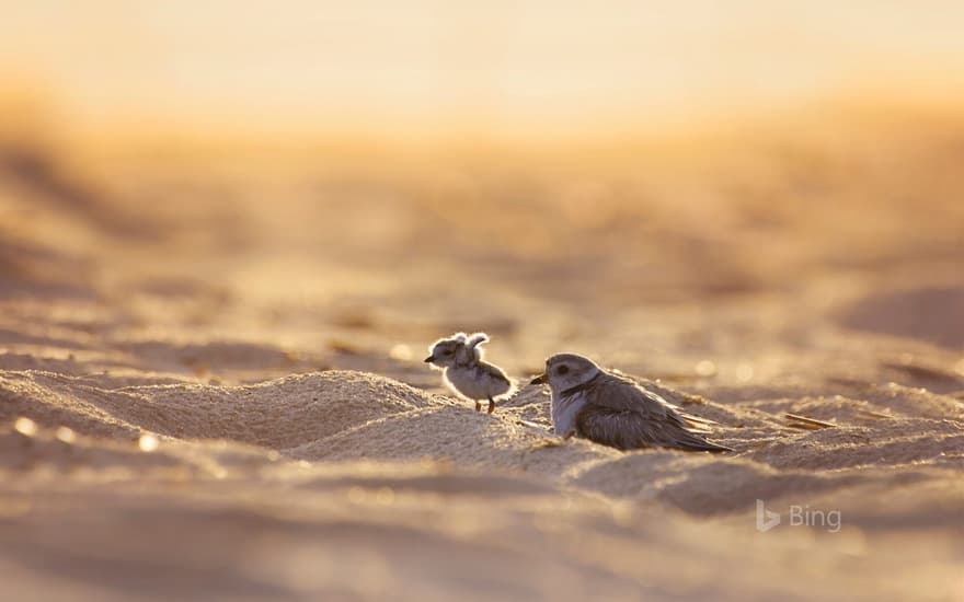 Piping plover and its chick on Jones Beach Island, New York