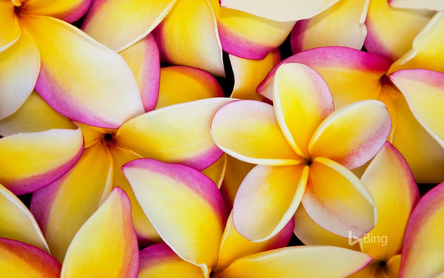 Plumeria flowers in Hawaii