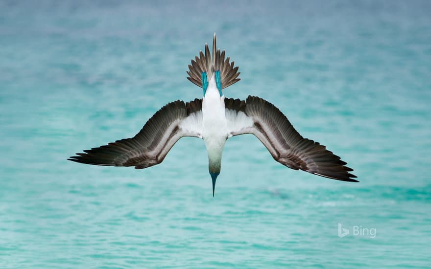 A blue-footed booby dives off San Cristóbal Island, Ecuador