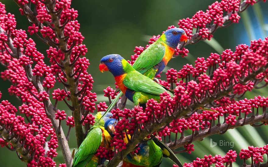 Rainbow lorikeets in umbrella tree, Atherton Tableland, Queensland, Australia