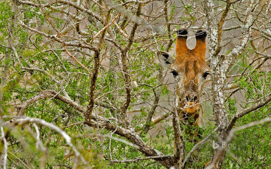 A Giraffe in South Africa