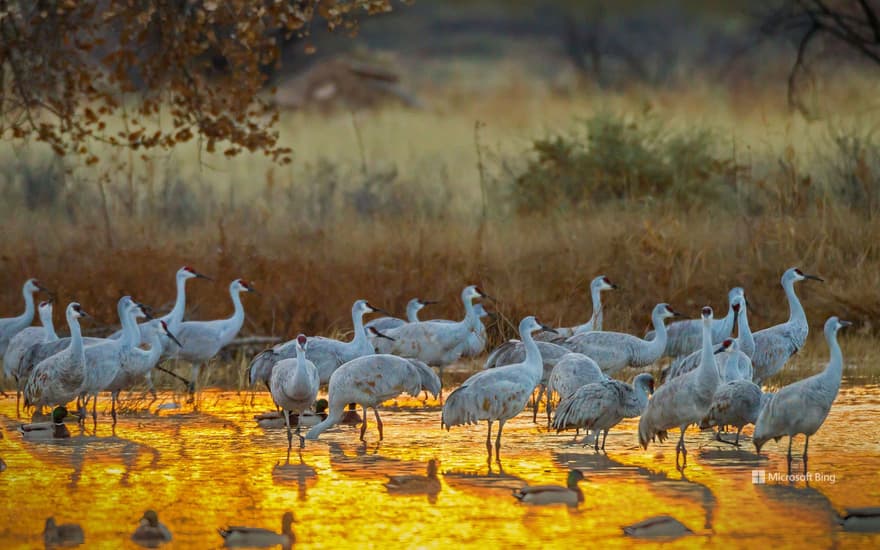 Sandhill cranes and mallard ducks, Bosque del Apache National Wildlife Refuge, New Mexico, USA