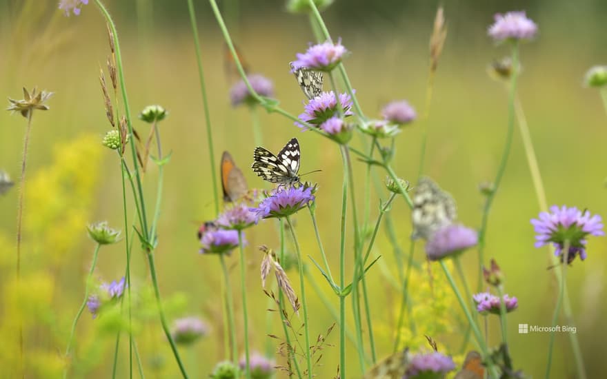 Butterflies in a meadow in Germany