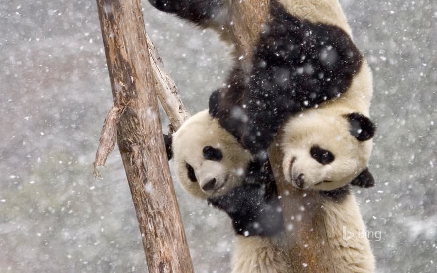 Giant pandas in Sichuan, China