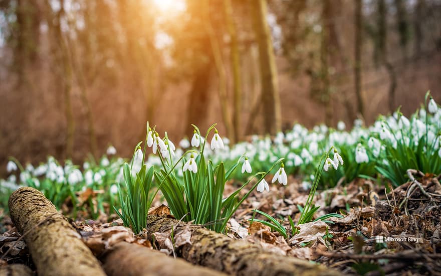 Snowdrops bloom in the forest