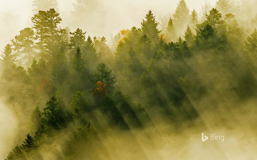 Coniferous forest, Vosges Mountains, France