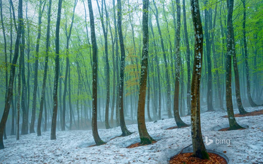 Beech forest near Tokamachi, Japan