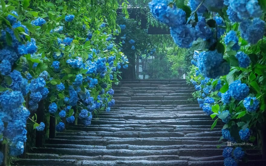 Hydrangea of Meigetsuin, Kanagawa Kamakura