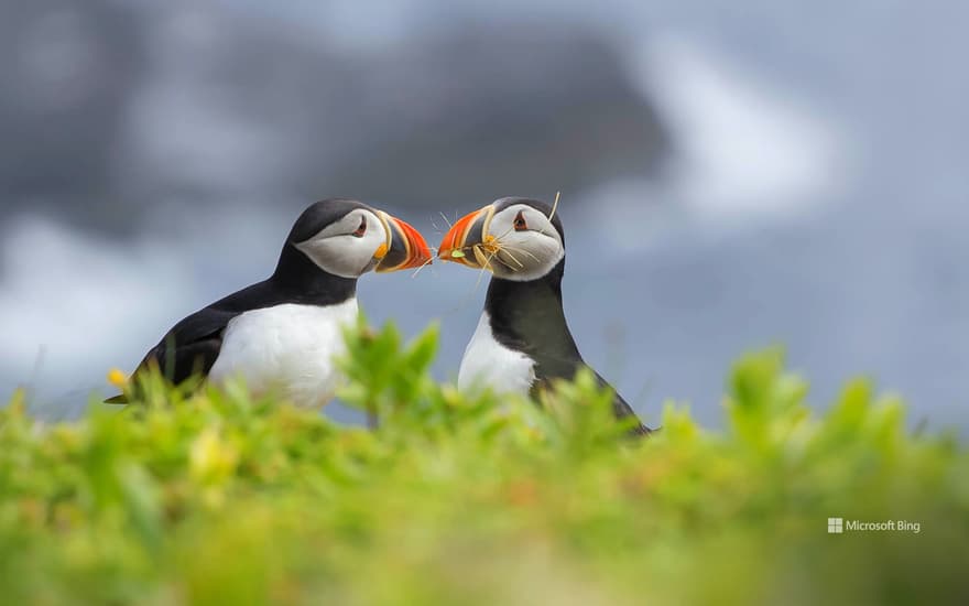 Two Atlantic puffins, Elliston, Newfoundland, Canada