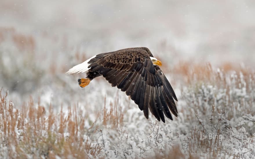 A bald eagle in Wyoming’s Grand Teton National Park