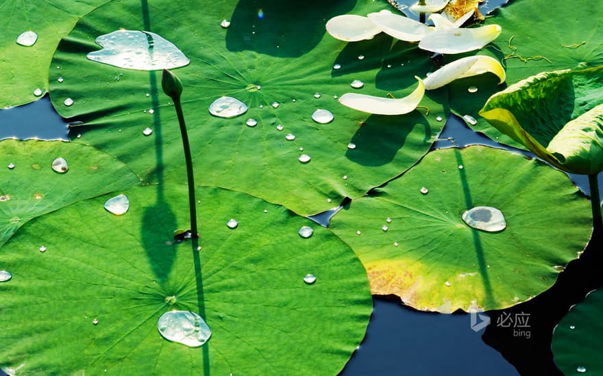 Water Lily in Beijing Yuanmingyuan