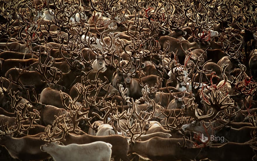 Caribou in Kobuk Valley National Park, Alaska