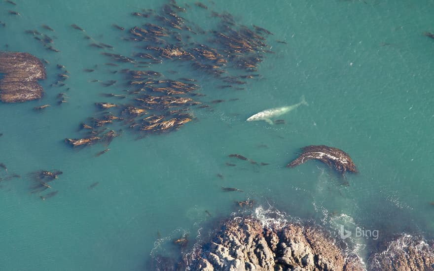 Aerial shot of grey whale (Eschrichtius robustus) at the surface among bull kelp in Vancouver