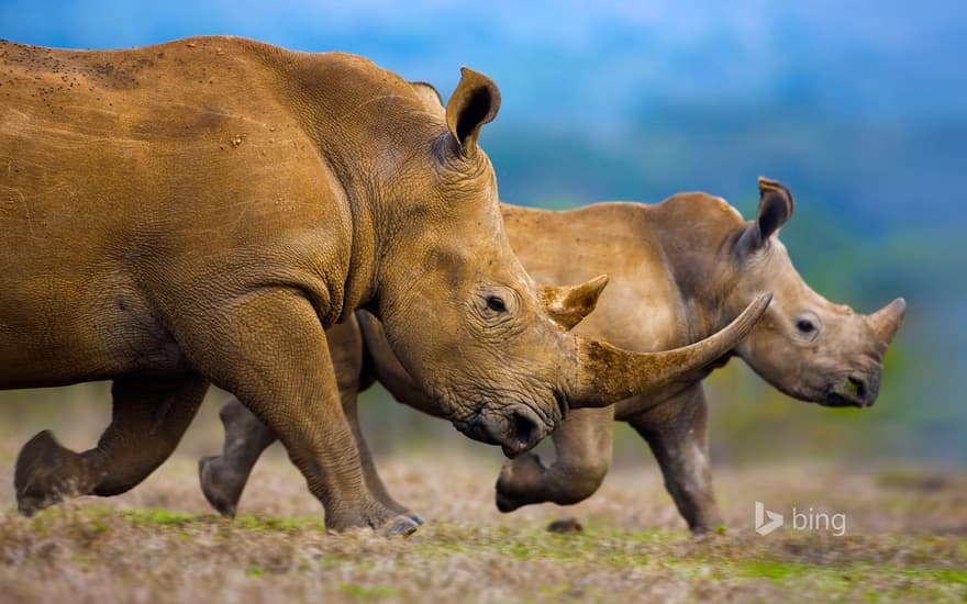 Southern white rhinoceros mother and calf